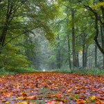 8112326619_2190c85fc2_z