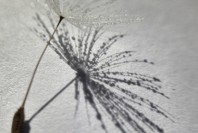 8910127959_91d19f98d7_h