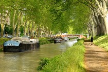 Les 42 000 platanes du canal du Midi vont être progressivement arrachés.