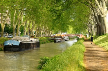 Les 42 000 platanes du canal du Midi vont être progressivement arrachés.