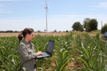 Agronomist in corn field