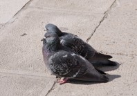 Beady-eyed, city pigeon pair