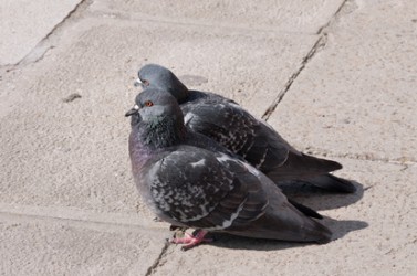 Beady-eyed, city pigeon pair
