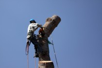Worker Topping off top of tree