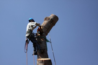 Worker Topping off top of tree