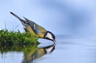 Carbonero común bebiendo agua.