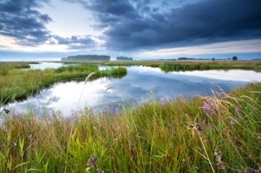 pink wildflowers by river in summer