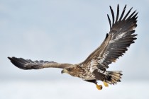 White-tailed Sea Eagle flying above the pack ice.