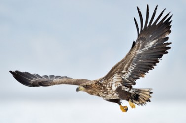 White-tailed Sea Eagle flying above the pack ice.