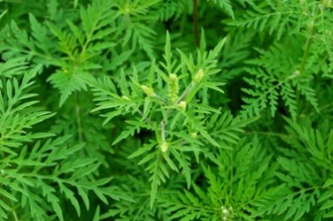 Ambrosiapflanze mit Blüten