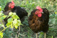 Fotolia_71732020_S© Marylène - Fotolia.com recadré