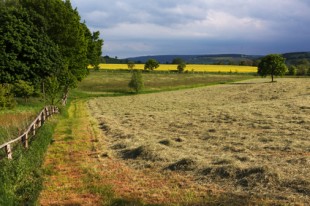 Rural landscape with hay