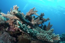 construction coralienne