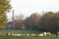 Industrie_Vaches_Anor