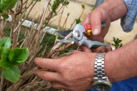 jardinier municipaux