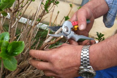 jardinier municipaux