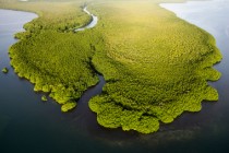 L1008603 - Guadeloupe Bois Blanc