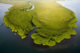 L1008603 - Guadeloupe Bois Blanc