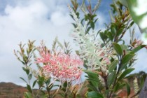 Grevillea exul extrait spécifiquement le manganèse dans une mine de Nouvelle-Calédonie,