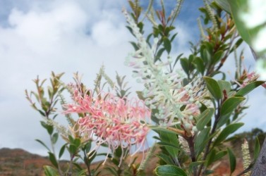 Grevillea exul extrait spécifiquement le manganèse dans une mine de Nouvelle-Calédonie,