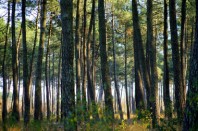 paysage-foret_pins
