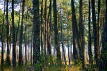 paysage-foret_pins