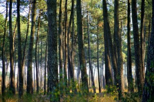 paysage-foret_pins