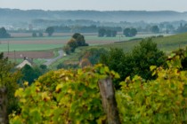 Vendanges_CORNILLE_marcon_2013©Stevan LIRA (13)