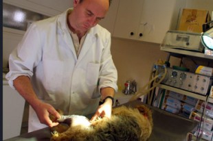 Chien bléssé chez un vétérinaire