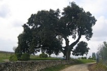 Vieux_chêne_vert_(Quercus_ilex)_à_Cherves-Richemont,_Charente,_France_-_20090419