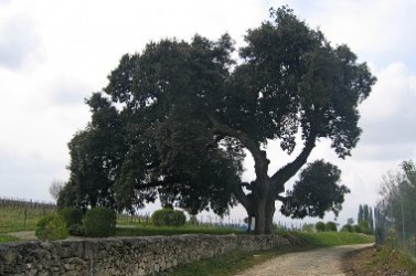 Vieux_chêne_vert_(Quercus_ilex)_à_Cherves-Richemont,_Charente,_France_-_20090419