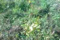 Villeneuve du Bois apräs plantation oct 2013 (2)