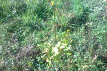 Villeneuve du Bois apräs plantation oct 2013 (2)