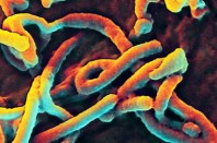 Virus Ebola