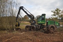 L’abatteuse forestière arrache les saules entiers. Grâce à son bras articulé, elle coupe ensuite les souches qu’elle range séparément des branches.