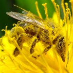 &laquo; Il y a une convergence d&rsquo;int&eacute;r&ecirc;ts entre les agriculteurs et les apiculteurs &raquo;, selon l&rsquo;ancienne ministre Delphine Batho.