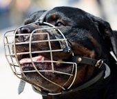 Chiens dangereux, animaux errants : le rôle du maire