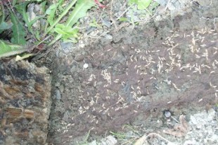 colonie de termites