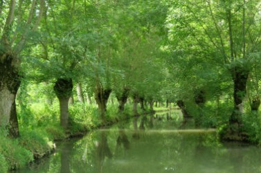 conche-du-marais-mouille_une