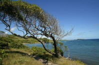 Cote maritime. Mer et arbre