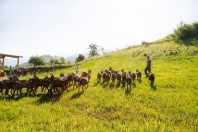 ferme_des_maquis_Mingat9