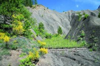 Dans les Alpes-de-Haute-Provence, des saules ont été plantés 
pour ralentir l’érosion.
