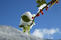 Joyeux Noël et Bonnes Fêtes