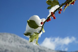 Joyeux Noël et Bonnes Fêtes