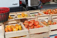 marche-tomate-bio