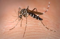 moustique tigre