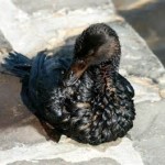 La d&eacute;finition du pr&eacute;judice &eacute;cologique s&rsquo;inspire de la &laquo; jurisprudence Erika &raquo;