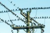 oiseaux-poteau-telephone