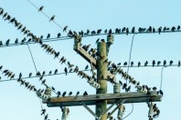 oiseaux-poteau-telephone