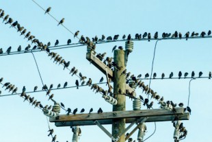oiseaux-poteau-telephone